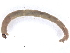  (Chironomus tuvanicus - BIOUG91346-G07)  @11 [ ] CreativeCommons - Attribution (2022) CBG Photography Group Centre for Biodiversity Genomics