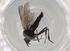  (Campylomyza armata - BIOUG95994-D12)  @11 [ ] CreativeCommons - Attribution (2023) Centre for Biodiversity Genomics Centre for Biodiversity Genomics