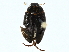  ( - BIOUG97714-F12)  @11 [ ] CreativeCommons - Attribution (2022) CBG Photography Group Centre for Biodiversity Genomics
