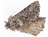  ( - BIOUG97715-G08)  @11 [ ] CreativeCommons - Attribution (2022) CBG Photography Group Centre for Biodiversity Genomics
