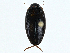  ( - BIOUG99517-F03)  @11 [ ] CreativeCommons - Attribution (2023) CBG Photography Group Centre for Biodiversity Genomics