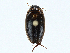  ( - BIOUG99517-F09)  @11 [ ] CreativeCommons - Attribution (2023) CBG Photography Group Centre for Biodiversity Genomics