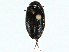  ( - BIOUG99517-H02)  @11 [ ] CreativeCommons - Attribution (2023) CBG Photography Group Centre for Biodiversity Genomics