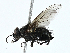  ( - BIOUG99518-A06)  @11 [ ] CreativeCommons - Attribution (2023) CBG Photography Group Centre for Biodiversity Genomics