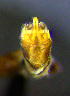  ( - INHS-1523453)  @11 [ ] nrr (2023) Unspecified Illinois Natural History Survey
