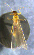  ( - INHS-1523453)  @11 [ ] nrr (2023) Unspecified Illinois Natural History Survey