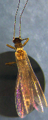  ( - INHS-1524004)  @11 [ ] nrr (2023) Unspecified Illinois Natural History Survey