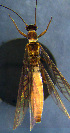  ( - INHS-1524005)  @11 [ ] nrr (2023) Unspecified Illinois Natural History Survey