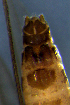  ( - INHS-1524005)  @11 [ ] nrr (2023) Unspecified Illinois Natural History Survey