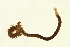  ( - TBLABR-050)  @12 [ ] CreativeCommons - Attribution (2009) Unspecified Centre for Biodiversity Genomics