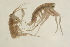  ( - TBLABR-154)  @11 [ ] CreativeCommons - Attribution (2009) Unspecified Centre for Biodiversity Genomics