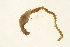  ( - TBLABR-173)  @12 [ ] CreativeCommons - Attribution (2010) Unspecified Centre for Biodiversity Genomics