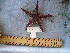  (Astropecten armatus - MTI-SCCWRP-00092)  @13 [ ] CreativeCommons - Attribution Non-Commercial Share-Alike (2009) Cheryl A. Brantley Los Angeles County Sanitation District