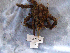  (Loxorhynchus crispatus - MTI-SCCWRP-00055)  @13 [ ] CreativeCommons - Attribution Non-Commercial Share-Alike (2009) Cheryl A. Brantley Los Angeles County Sanitation District