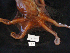  (Octopus californicus - MTI-SCCWRP-00022)  @13 [ ] CreativeCommons - Attribution Non-Commercial Share-Alike (2009) Cheryl A. Brantley Los Angeles County Sanitation District