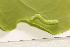  ( - LC01093)  @11 [ ] CreativeCommons  Attribution Share-Alike (2019) M. Volf German Centre for Integrative Biodiversity Research (iDiv) Halle-Jena-Leipzig