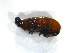  ( - LC01311)  @11 [ ] CreativeCommons  Attribution Share-Alike (2019) M. Volf German Centre for Integrative Biodiversity Research (iDiv) Halle-Jena-Leipzig