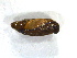  ( - LC02368)  @11 [ ] CreativeCommons  Attribution Share-Alike (2019) M. Volf German Centre for Integrative Biodiversity Research (iDiv) Halle-Jena-Leipzig