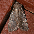  ( - AVBC 414-10)  @12 [ ] CreativeCommons - Attribution (2010) CBG Photography Group Centre for Biodiversity Genomics