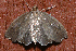  ( - AVBC 418-10)  @13 [ ] CreativeCommons - Attribution (2010) CBG Photography Group Centre for Biodiversity Genomics