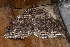  ( - AVBC 435-10)  @12 [ ] CreativeCommons - Attribution (2010) CBG Photography Group Centre for Biodiversity Genomics