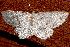  ( - AVBC 485-10)  @12 [ ] CreativeCommons - Attribution (2010) CBG Photography Group Centre for Biodiversity Genomics