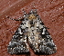  ( - AVBC 512-10)  @12 [ ] CreativeCommons - Attribution (2010) CBG Photography Group Centre for Biodiversity Genomics