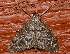  ( - AVBC 533-10)  @14 [ ] CreativeCommons - Attribution (2010) CBG Photography Group Centre for Biodiversity Genomics