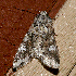  ( - AVBC 536-10)  @12 [ ] CreativeCommons - Attribution (2010) CBG Photography Group Centre for Biodiversity Genomics