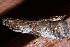  ( - AVBC 569-10)  @12 [ ] CreativeCommons - Attribution (2010) CBG Photography Group Centre for Biodiversity Genomics