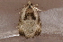  ( - AVBC 586-10)  @12 [ ] CreativeCommons - Attribution (2010) CBG Photography Group Centre for Biodiversity Genomics