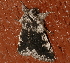  ( - AVBC 025-10)  @12 [ ] CreativeCommons - Attribution (2010) Unspecified Centre for Biodiversity Genomics