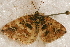  ( - AVBC 027-10)  @12 [ ] CreativeCommons - Attribution (2010) Unspecified Centre for Biodiversity Genomics