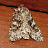  ( - AVBC 1007-11)  @13 [ ] CreativeCommons - Attribution (2011) CBG Photography Group Centre for Biodiversity Genomics