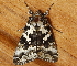 ( - AVBC 1015-11)  @12 [ ] CreativeCommons - Attribution (2011) CBG Photography Group Centre for Biodiversity Genomics