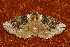  ( - AVBC 104-10)  @13 [ ] CreativeCommons - Attribution (2010) Unspecified Centre for Biodiversity Genomics