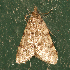  ( - AVBC 1067-11)  @12 [ ] CreativeCommons - Attribution (2011) CBG Photography Group Centre for Biodiversity Genomics