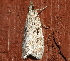  ( - AVBC 1098-11)  @12 [ ] CreativeCommons - Attribution (2011) CBG Photography Group Centre for Biodiversity Genomics
