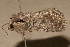  ( - AVBC 1129-11)  @12 [ ] CreativeCommons - Attribution (2011) CBG Photography Group Centre for Biodiversity Genomics