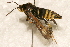  ( - AVBC 1149-11)  @12 [ ] CreativeCommons - Attribution (2011) CBG Photography Group Centre for Biodiversity Genomics