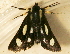  ( - AVBC 1171-11)  @13 [ ] CreativeCommons - Attribution (2011) CBG Photography Group Centre for Biodiversity Genomics