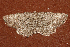 ( - AVBC 1175-11)  @12 [ ] CreativeCommons - Attribution (2011) CBG Photography Group Centre for Biodiversity Genomics