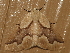  ( - AVBC 1176-11)  @14 [ ] CreativeCommons - Attribution (2011) CBG Photography Group Centre for Biodiversity Genomics