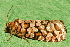  ( - AVBC 119-10)  @12 [ ] CreativeCommons - Attribution (2010) Unspecified Centre for Biodiversity Genomics