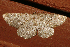  ( - AVBC 1199-11)  @14 [ ] CreativeCommons - Attribution (2012) CBG Photography Group Centre for Biodiversity Genomics