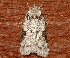  ( - AVBC 124-10)  @11 [ ] CreativeCommons - Attribution (2010) CBG Photography Group Centre for Biodiversity Genomics