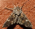  ( - AVBC 1243-11)  @13 [ ] CreativeCommons - Attribution (2012) CBG Photography Group Centre for Biodiversity Genomics