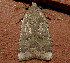  ( - AVBC 1277-11)  @12 [ ] CreativeCommons - Attribution (2012) CBG Photography Group Centre for Biodiversity Genomics