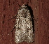  ( - AVBC 1295-11)  @12 [ ] CreativeCommons - Attribution (2012) CBG Photography Group Centre for Biodiversity Genomics