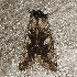  ( - AVBC 1321-11)  @12 [ ] CreativeCommons - Attribution (2011) Libby Avis Centre for Biodiversity Genomics